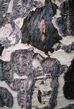 Aspen Bark Pattern 1993