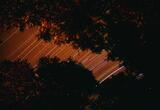 Star Trails Thru the Trees 1994 