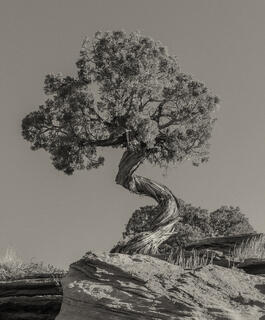Bristlecone Pine 
