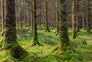 Beautiful Forest