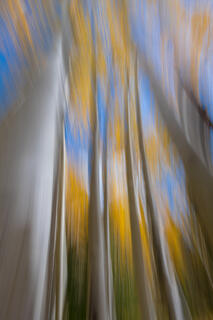 Aspen Grove