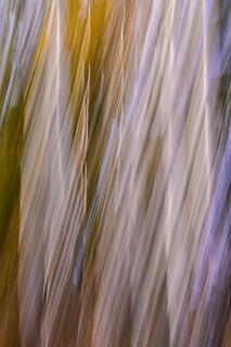 Abstract Grand Teton Aspens 