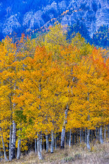 Aspens Peak Color