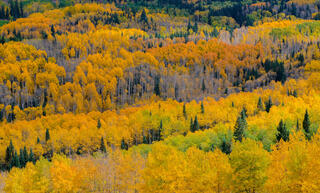 Fall Glory