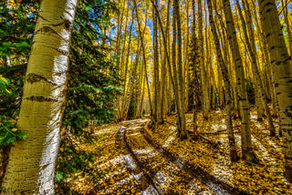 Into the Forest