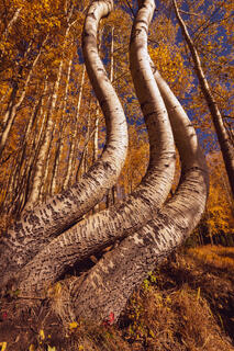 Famous Bent Aspens