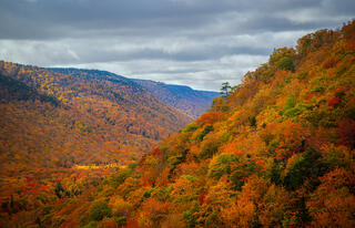 Beautiful Blanket of Color