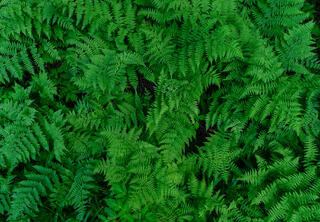 Blueridge Ferns