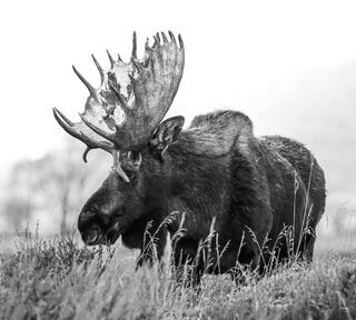 Bull Moose in Tetons