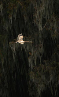 Egert in Flight