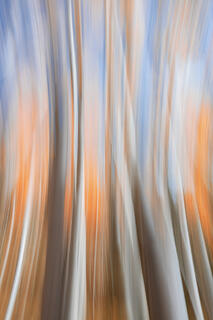 Aspen color