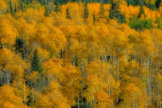 Vibrant Color