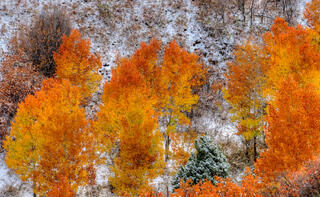 Orange and Red Aspens