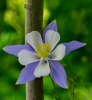 Columbine 