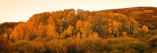 Aspen Stand at Sundown