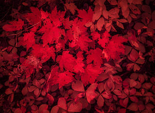 Forest leaves 