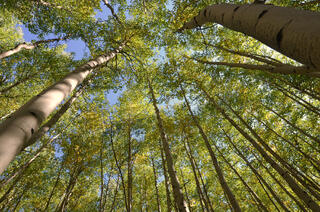 Up Thru the Trees