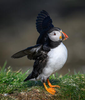 Puffin Flaps Away