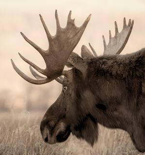 Bull Moose Profile