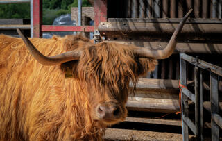 Highland cattle named Rosie