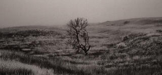 Barren tree in Nebraska Sandhills