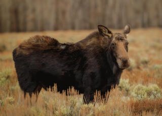 Moose Cow