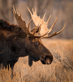 Dignified Bull Moose