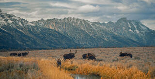 Grand View of the Tetons With Bull Moose