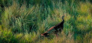 Wild Turkey