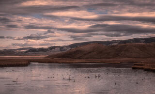 Ducks on the Pond