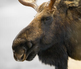 Proud Bull Moose