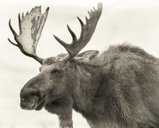 Mature Bull Moose