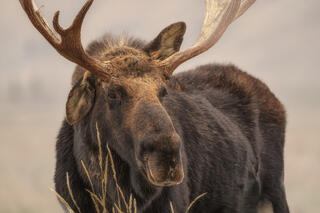 Bull Moose in Grand Teton NP