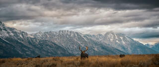 Bull Moose on Valley Floor.