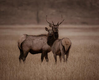Elk Unsure if Friend or Foe