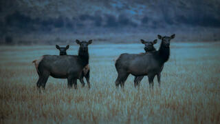 Elk Cows staring at me