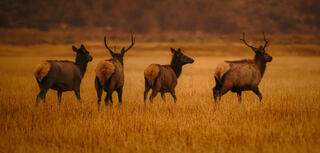 Elk in Pre-Dawn Light