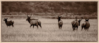 Elk Moving Predawn