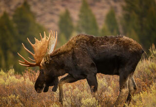 Grazing Along a Ridge