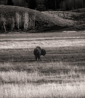 Bison 