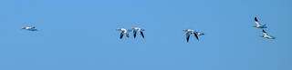 Northern Gannets Fly By