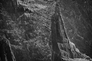 Blasket Islands Gannets