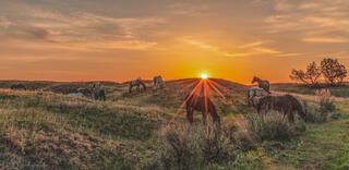 Dawn Among Wild Horses