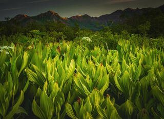 Early Light