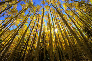 Starburst Deep in the Forest
