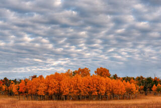 Great Clouds Over Orange Aspen Stand
