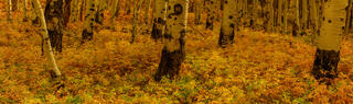 Forest Light in San Juan Mountains