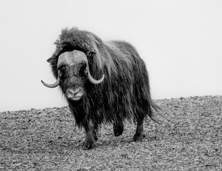 Musk Ox  