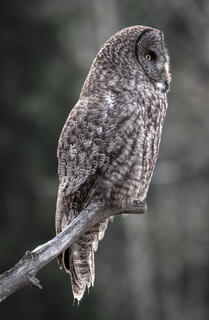 Great Grey Owl in Profile