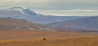 Lone Black Wolf